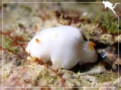 Verconia simplex