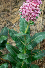 Asclepias otarioides