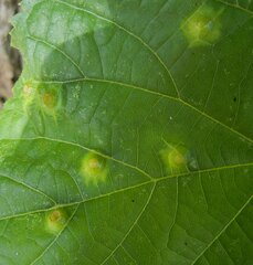 Didymomyia tiliacea