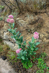 Asclepias otarioides