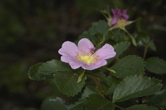 Rosa pisocarpa