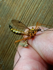 Ctenophora pectinicornis