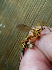 Ctenophora pectinicornis