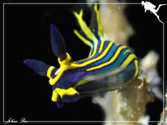 Tambja victoriae