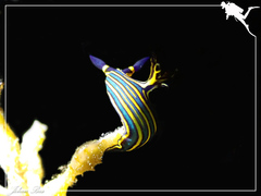Tambja victoriae