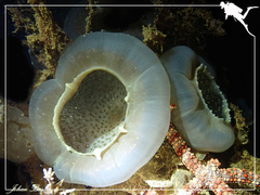 Amplexidiscus fenestrafer