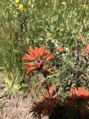 Castilleja hispida