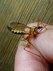 Ctenophora pectinicornis