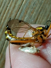 Ctenophora pectinicornis