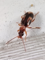 Notoxus monoceros