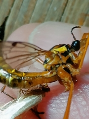 Ctenophora pectinicornis