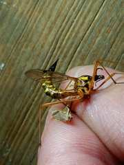 Ctenophora pectinicornis