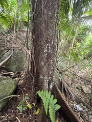 Prunus occidentalis