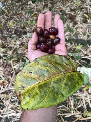 Prunus occidentalis