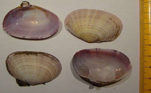 Gari stangeri
