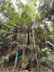Prunus occidentalis