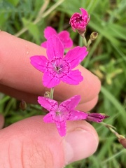 Dianthus deltoides deltoides