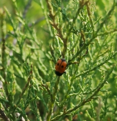 Cryptocephalus bipunctatus