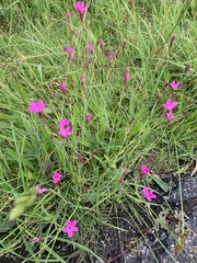 Dianthus deltoides deltoides