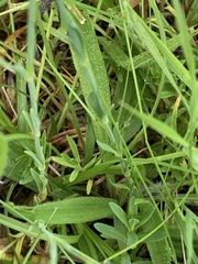Dianthus deltoides deltoides