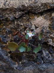 Cymbalaria muralis