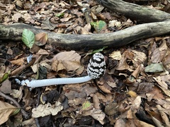 Coprinopsis picacea