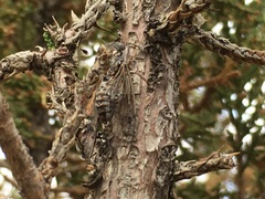 Pacarina shoemakeri