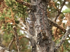 Pacarina shoemakeri