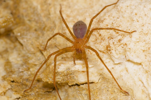 Nelson Cave Spider