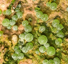 Botrydium granulatum