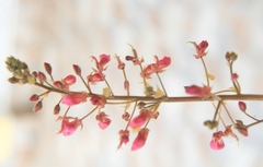 Indigofera lespedezioides