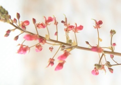 Indigofera lespedezioides