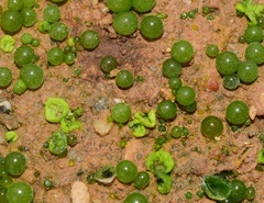 Botrydium granulatum