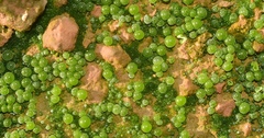 Botrydium granulatum