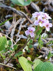 Cardamine purpurea