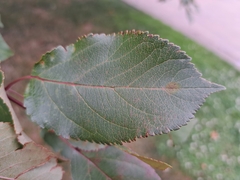 Malus