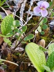 Cardamine purpurea