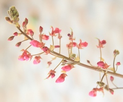 Indigofera lespedezioides