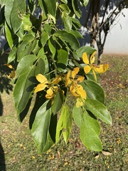 Senna macranthera