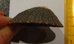 Cellana denticulata