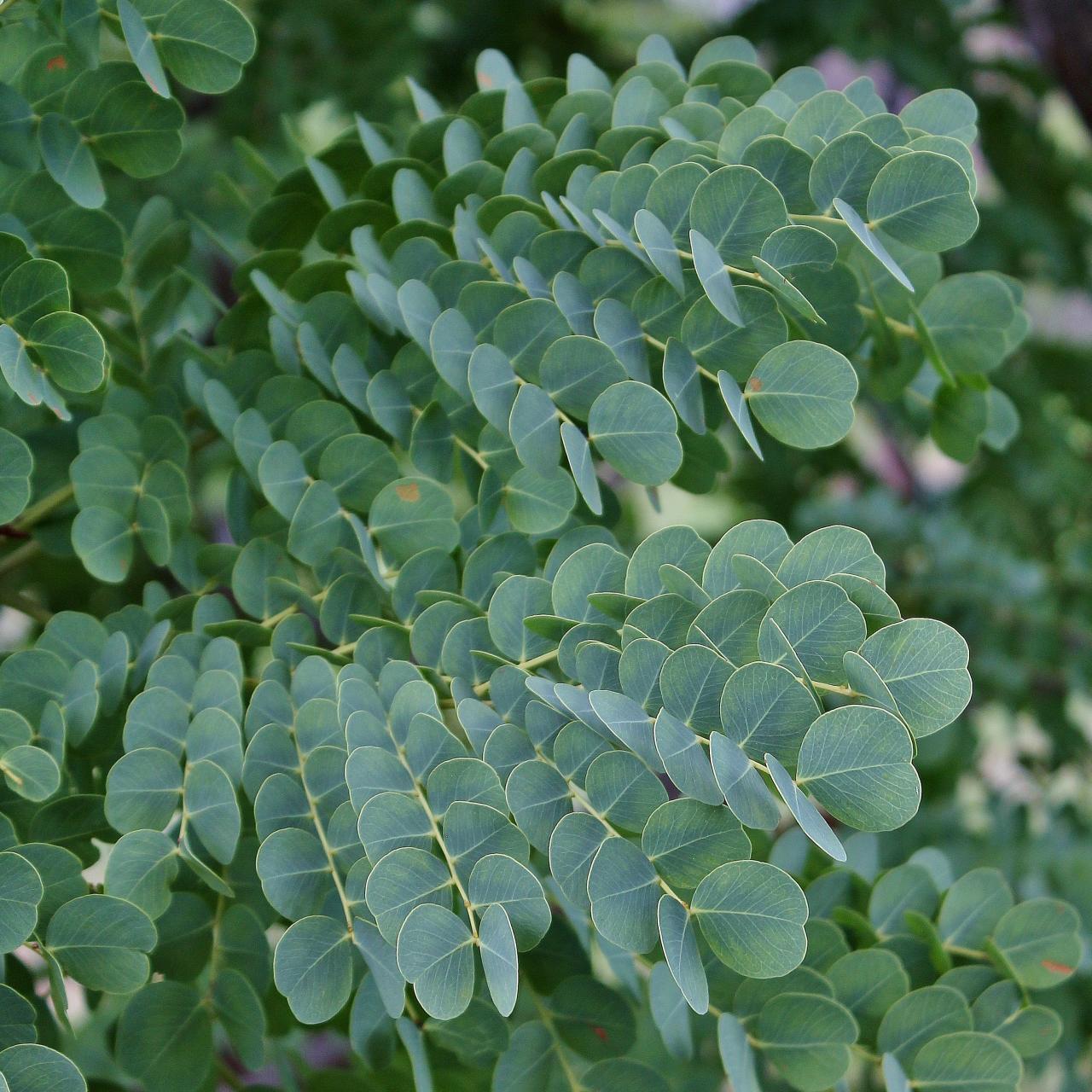 Stryphnodendron