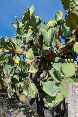 Opuntia durangensis