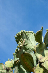 Opuntia durangensis