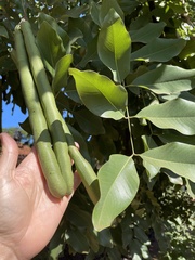 Senna macranthera
