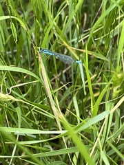 Coenagrion angulatum