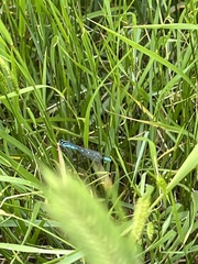 Coenagrion angulatum
