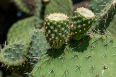 Opuntia durangensis