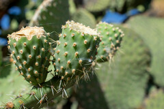 Opuntia durangensis