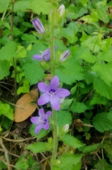 Campanula peregrina