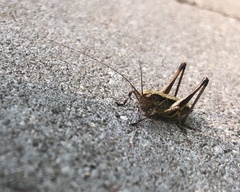 Pholidoptera griseoaptera